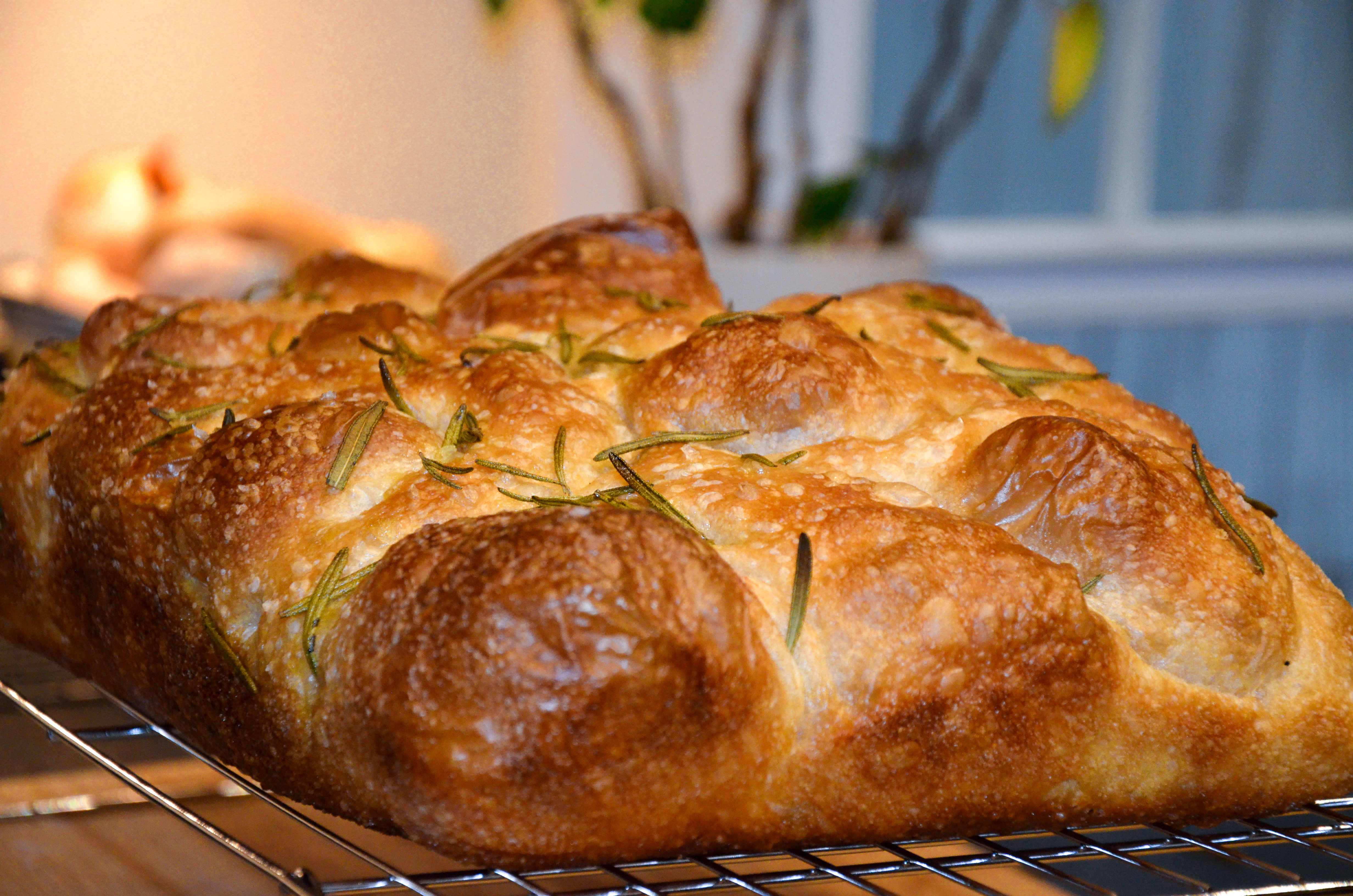 A large, bubbly sourdough focaccia with a plant in the background